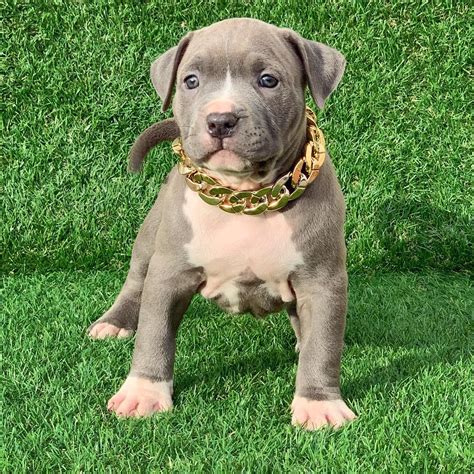 blue nose bully pitbull puppies sale